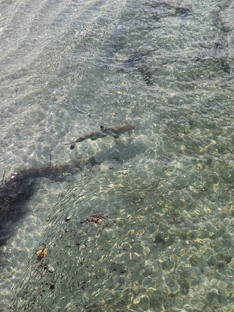 Park Hyatt Maldives Activities Review 