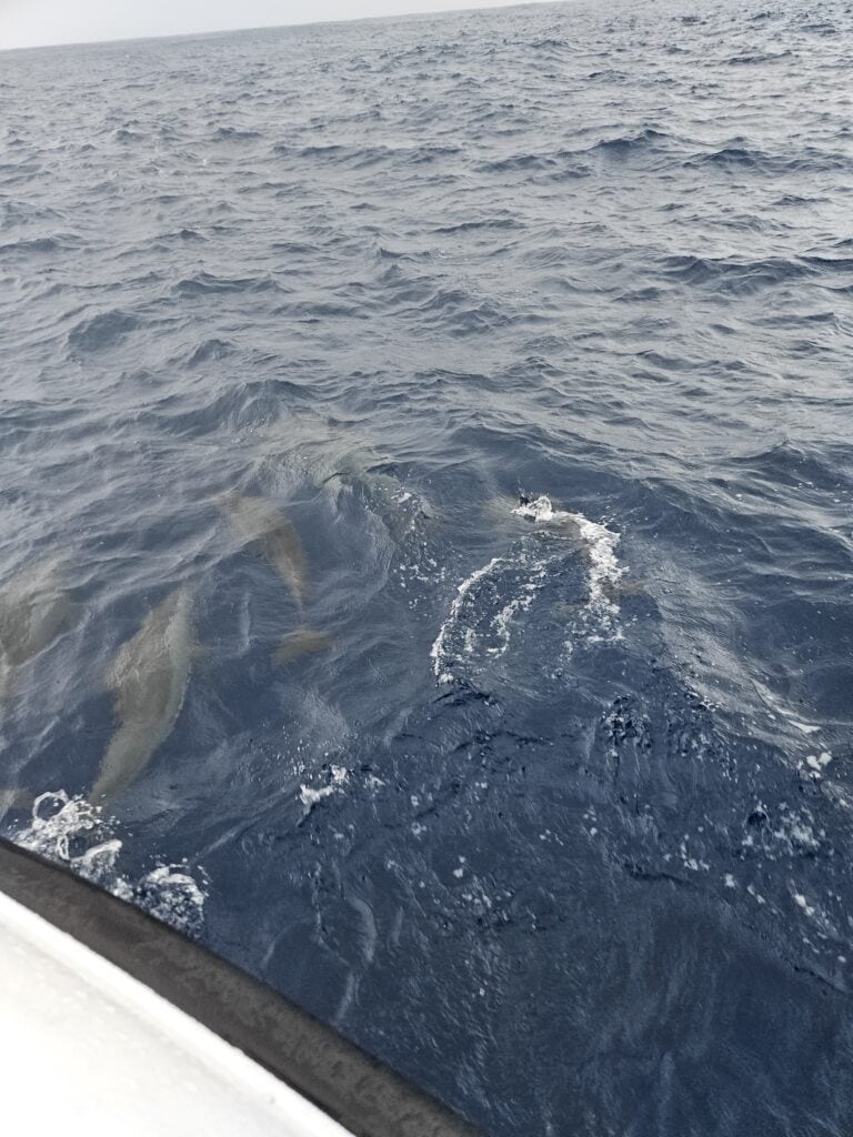 Park Hyatt Maldives Review 32 - Park Hyatt Maldives Park Hyatt Maldives Review – park hyatt maldives dolphin tour