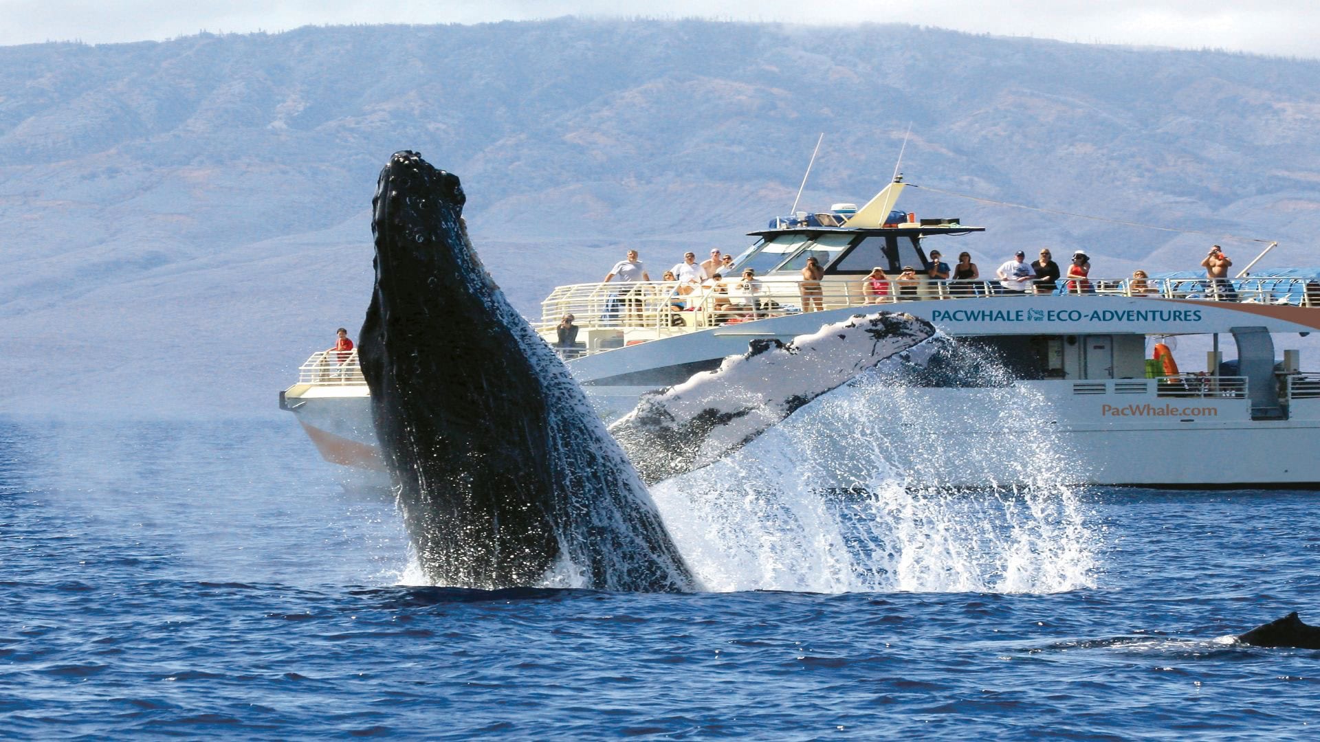 The Best Time To Visit Hawaii: Good Weather, Small Crowds, Best Deals 2 - Best Time To Visit Hawaii The Best Time To Visit Hawaii - Whale Watching