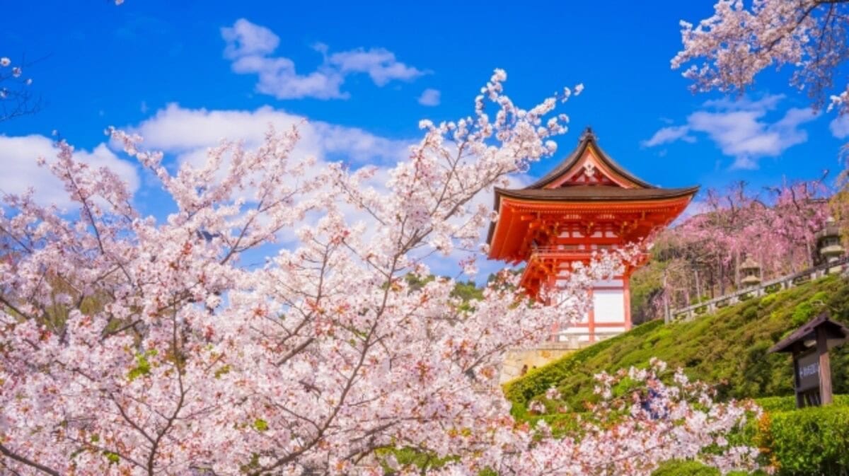 The Best Time To Visit Kyoto - Cherry Blossoms