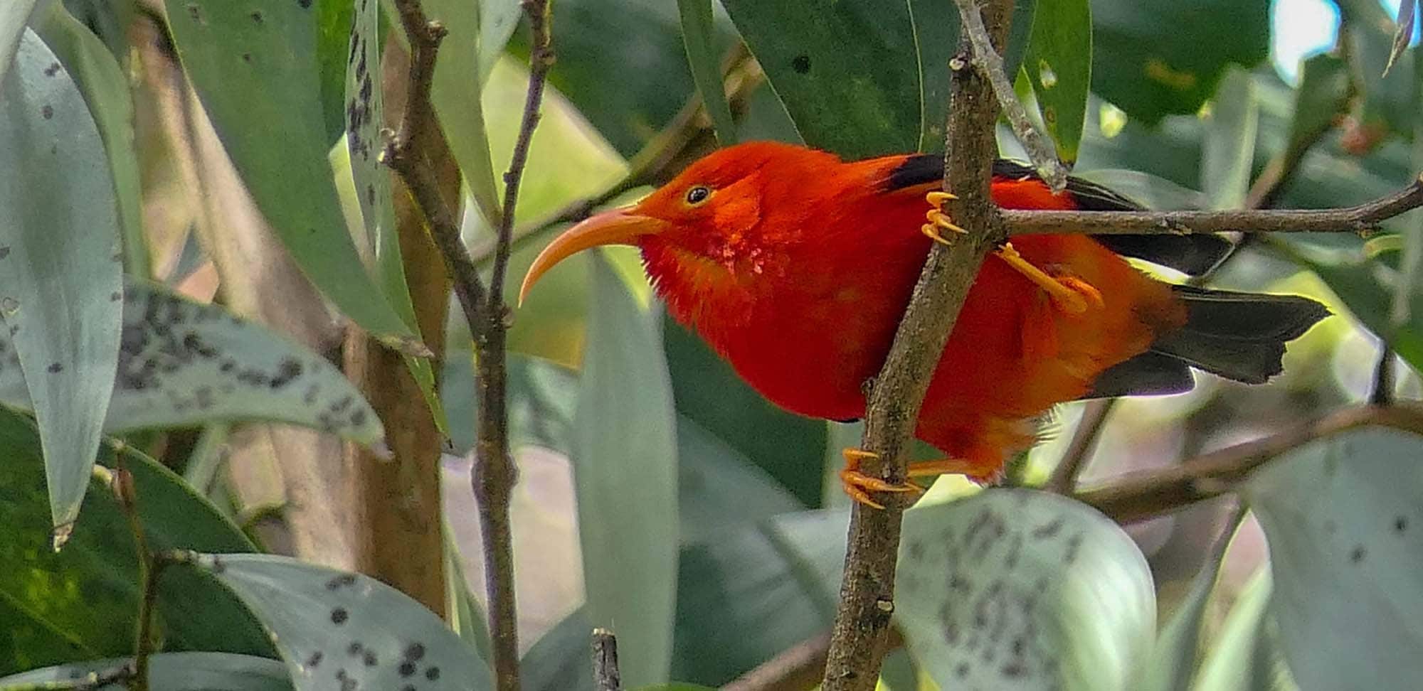 The Best Time To Visit Hawaii: Good Weather, Small Crowds, Best Deals 7 - Best Time To Visit Hawaii The Best Time To Visit Hawaii - Wildlife Spotting